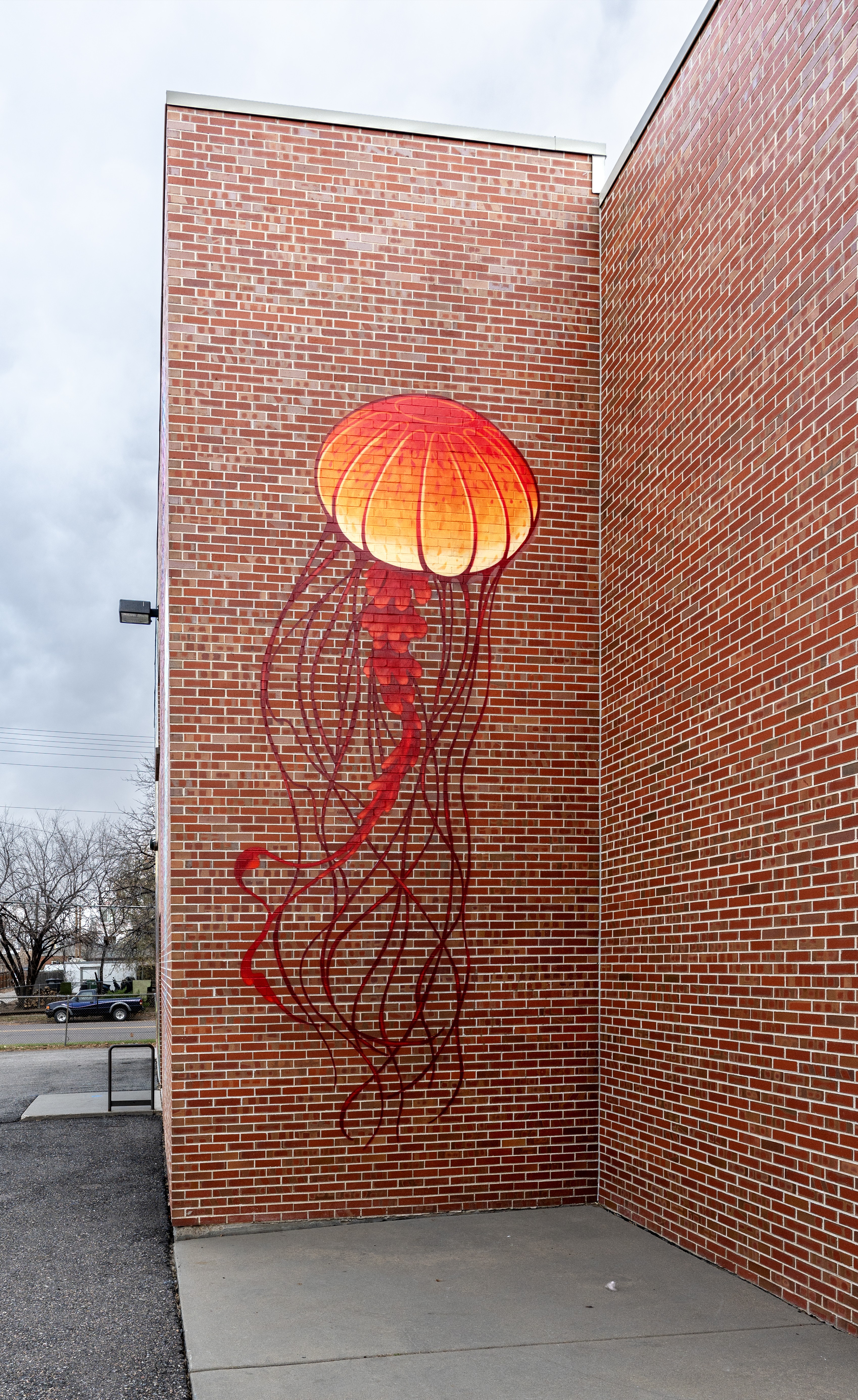 Untitled (several different colored jellyfish)