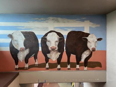 Hereford Cows